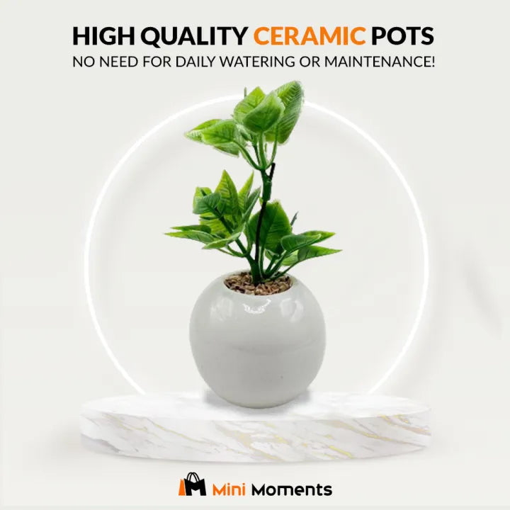 Minimalistic Sphere Ceramic Pot With Long Artificial Herb For Table Decor Set of 2